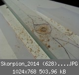 Skorpion_2014 (628)_1024x768.JPG