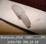 Skorpion_2014 (889)_1024x768.JPG