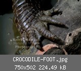 CROCODILE-FOOT.jpg